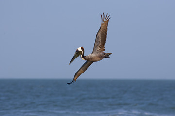 Brown Pelican Pelecanus occidentalis in flight Gulf coast Florida USA