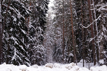 Winter forest, trees in the snow