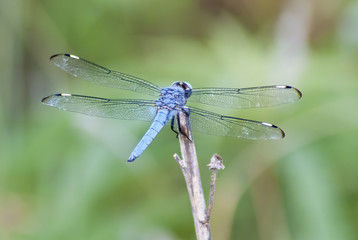 Comanche Skimmer Dragonfly