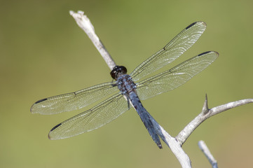 Slaty Skimmer Dragonfly