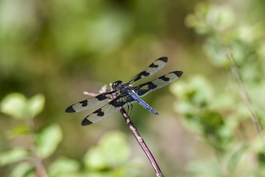 Banded Pennant Dragonfly