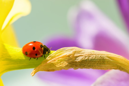 Ladybird closeup on a flower