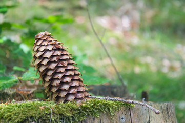 Cone spruce stuck in an old trunk, covered with moss