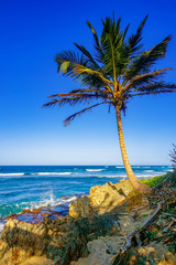 Tropical Beach