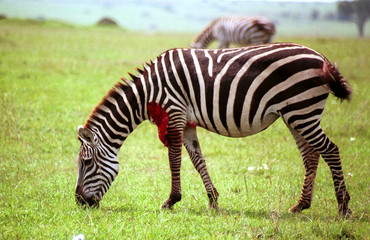 Plain zebra attacked by a lion, Maasai Mara Game Reserve, Kenya
