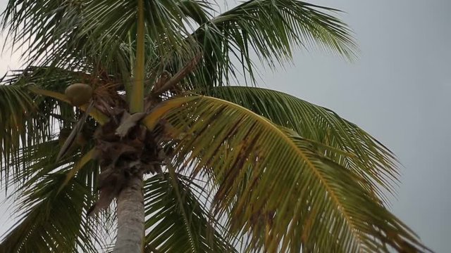 Coconut palm trees near beach