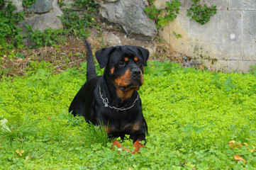 Purebred rottweiler dog