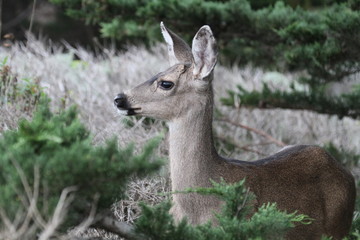 Obraz premium COLUMBIAN BLACK-TAILED DEER at Point Lobos State Reserve, Carmel, California