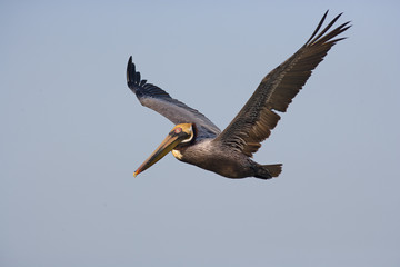 Brown Pelican Pelecanus occidentalis in flight Gulf coast Florida USA