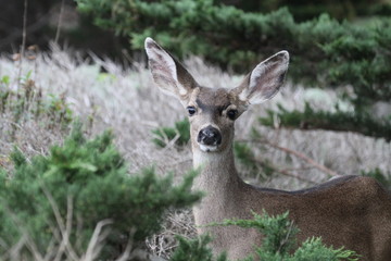 COLUMBIAN BLACK-TAILED DEER at Point Lobos State Reserve, Carmel, California