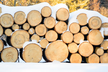 Fototapeta premium Felled trees stacked, ready transportation to the sawmill