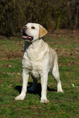 Obraz na płótnie Canvas Labrador retriever dog