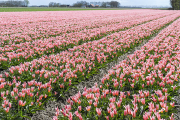 Obraz premium Tulips fields in the Netherlands. Tulips in Holland. Holland. Netherlands. Dutch tulips. Spring in Holland.