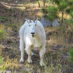 Fototapeta premium Mountain Goats at Mt. Rushmore National Memorial, Rapid City, South Dakota