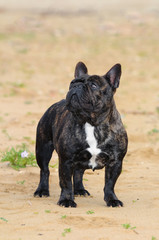 French bouledogue dog.