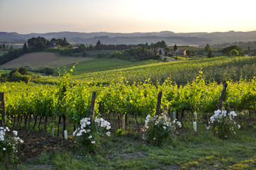 Chianti's vineyards in San Michele a Torri Tuscany Italy