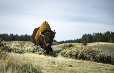 The Golden Bison © Mayur