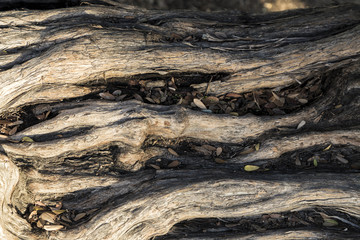 Wood Texture