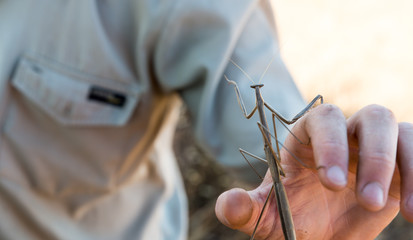 Park ranger holding praying mantis 