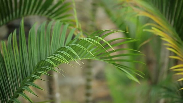 Palm leaf close up shot