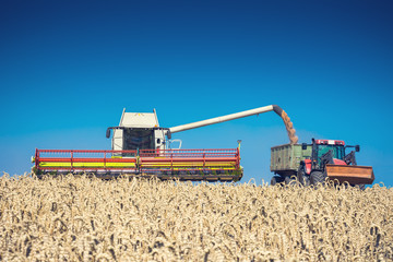 Fototapeta premium Ernte mit Mähdrescher und Traktor