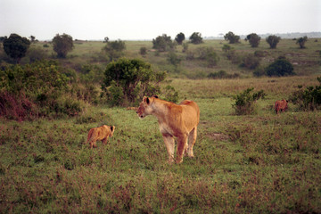 Lions, Maasai Mara Game Reserve, Kenya