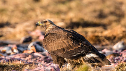 Golden Eagle's Back