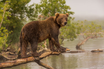 Obraz premium Bear looks for fish in water