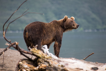 Bear looks for fish in water