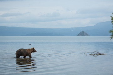 Bear looks for fish in water