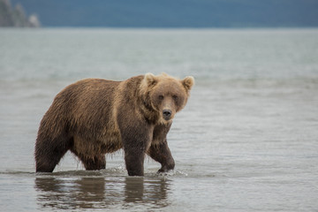 Obraz premium Bear looks for fish in water