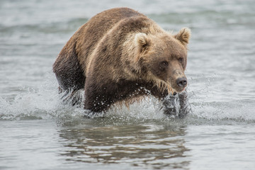 Obraz na płótnie Canvas Bear looks for fish in water