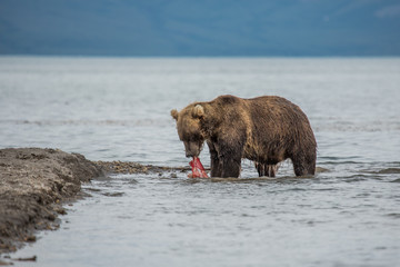 Obraz premium The bear was caught and eat fish salmon
