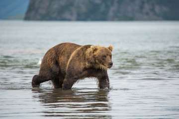 Bear looks for fish in water