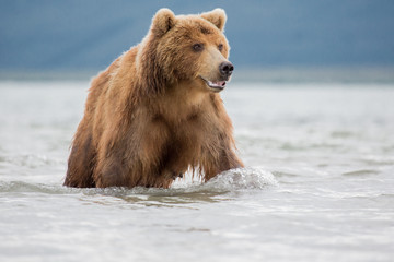 Fototapeta premium Bear attacks fish salmon