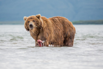 The bear was caught and eat fish salmon