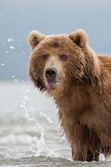 Fototapeta na wymiar Bear looks for fish in water