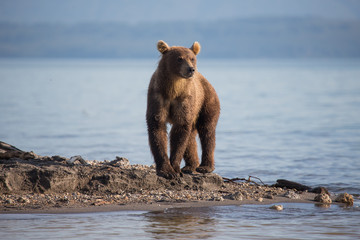 Fototapeta premium Bear looks for fish in water