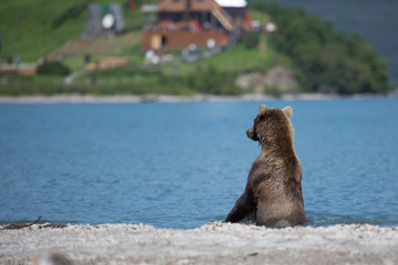 Bear looks for fish in water