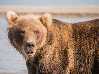 Fototapeta na wymiar Portrait of a bear, shot from close range