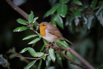Rouge gorge dans un buisson