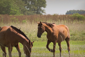 Fototapeta premium Young horses free on a field in Argentina