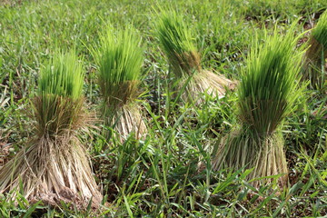 Rice growing