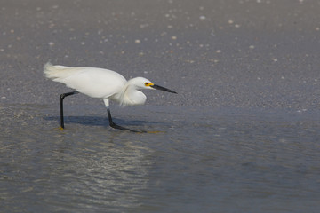 Snowy Egret Egretta thula feeding in lagoon Fort Myers beach Gulf Coast Florida USA