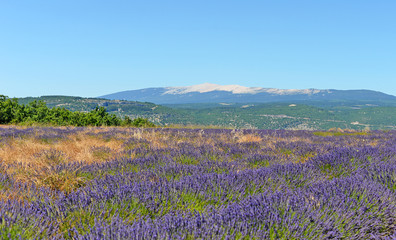 Fototapeta na wymiar Lavender (Lavandula) field in summer in the Provence with Mont Ventoux, south of France, Europe, selective focus
