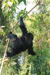 Mountain gorilla, Volcano National Park, Rwanda