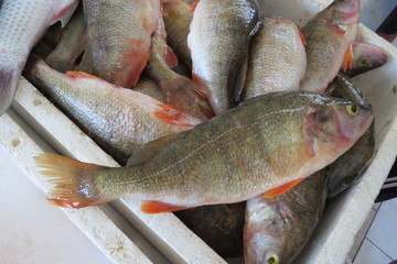 River perch (river bass)