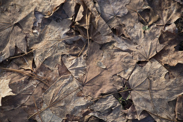 "The Thaw" Dead Leaves