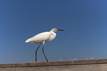 Snowy Egret Egretta thula perched on fishing pier Fort Myers beach Gulf Coast Florida USA