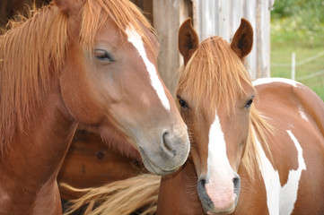 Double Trouble - Horses